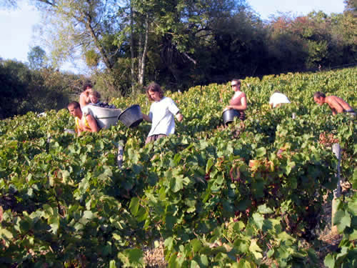 wine harvest