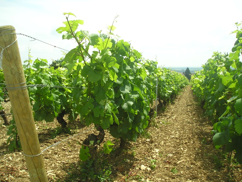 Vines in France
