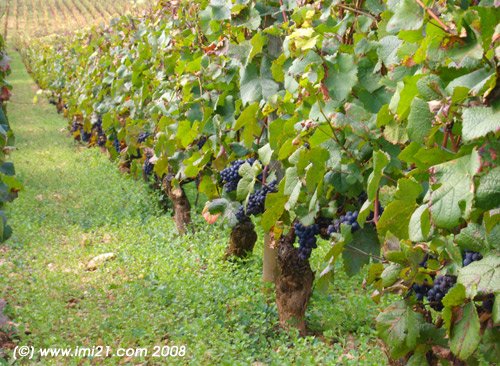 Pinot noir grapes in the vineyard