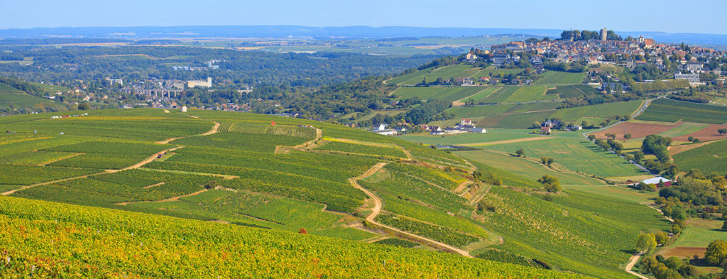 French vineyards