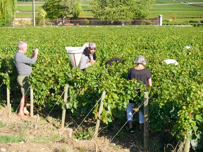 Grape picking