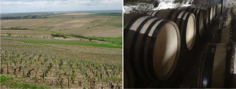Chablis vineyards