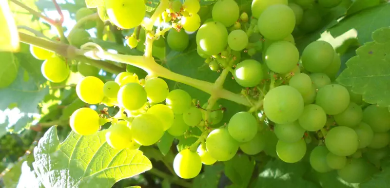 Where in the world is Chablis?