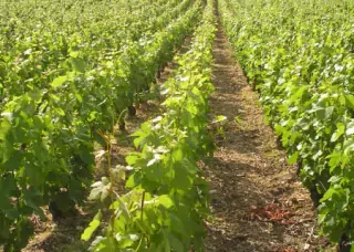 Where in the world is Chablis?